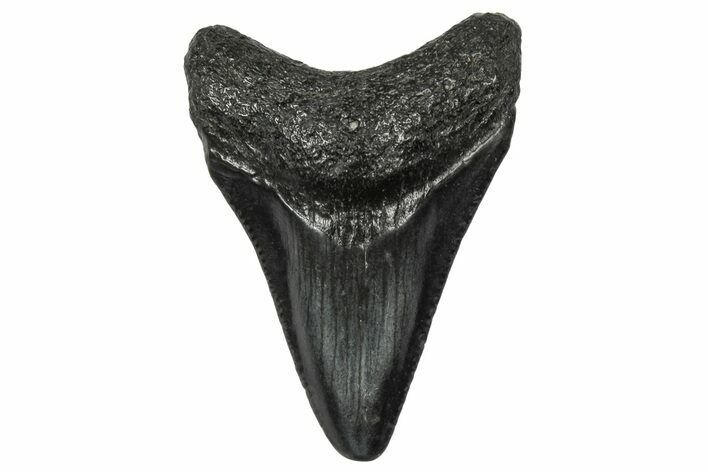 Juvenile Megalodon Tooth - South Carolina #340548